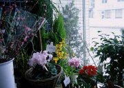 「花一生花店」　（北海道美唄市）の花屋店舗写真2
